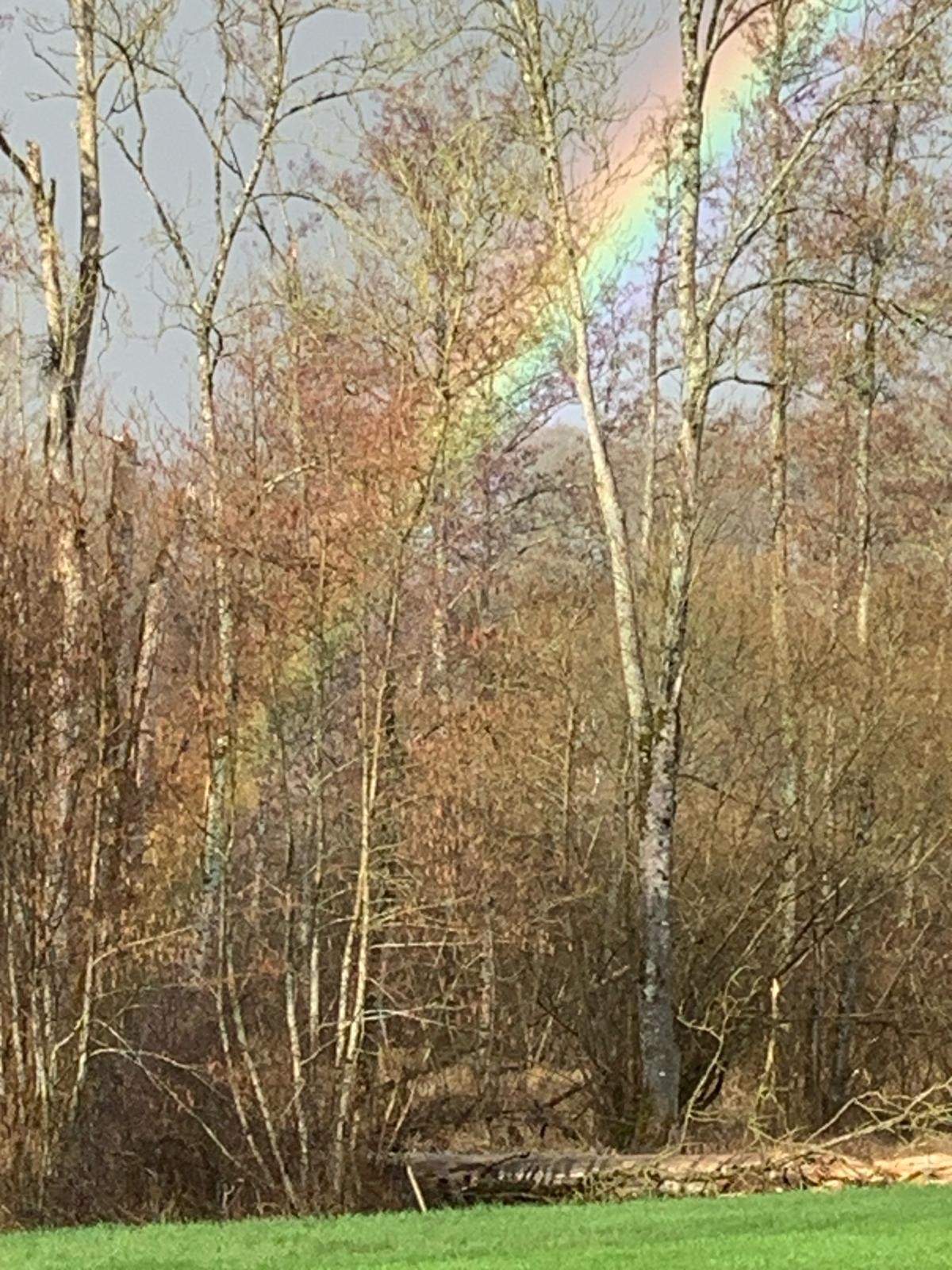 Arc en ciel forestier