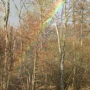 Arc en ciel forestier