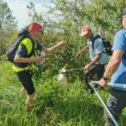 les ronces n'ont aucune chance de gagner